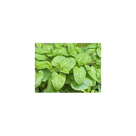 Tisane de Mélisse - AB et Nature & Progrès - 15G