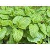 Tisane de Mélisse - AB et Nature & Progrès - 15G