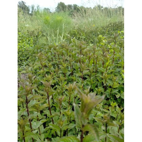 Tisane de Menthe poivrée - AB et Nature & Progrès - 15G