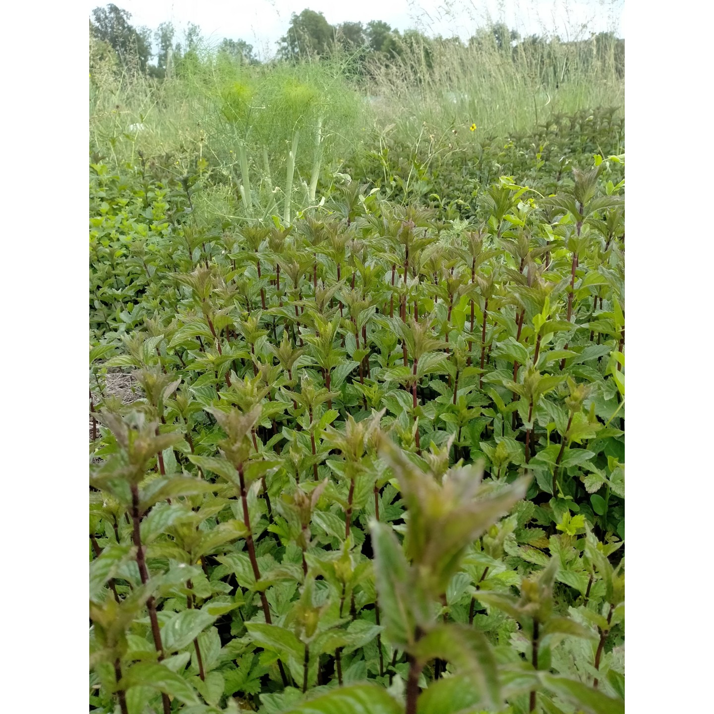 Tisane de Menthe poivrée - AB et Nature & Progrès - 15G
